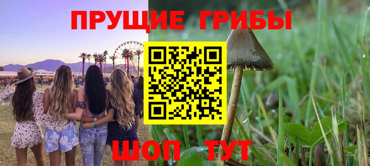 Северск  купить  сайты  Вход с VPN  Псилоцибиновые грибы ЛСД 