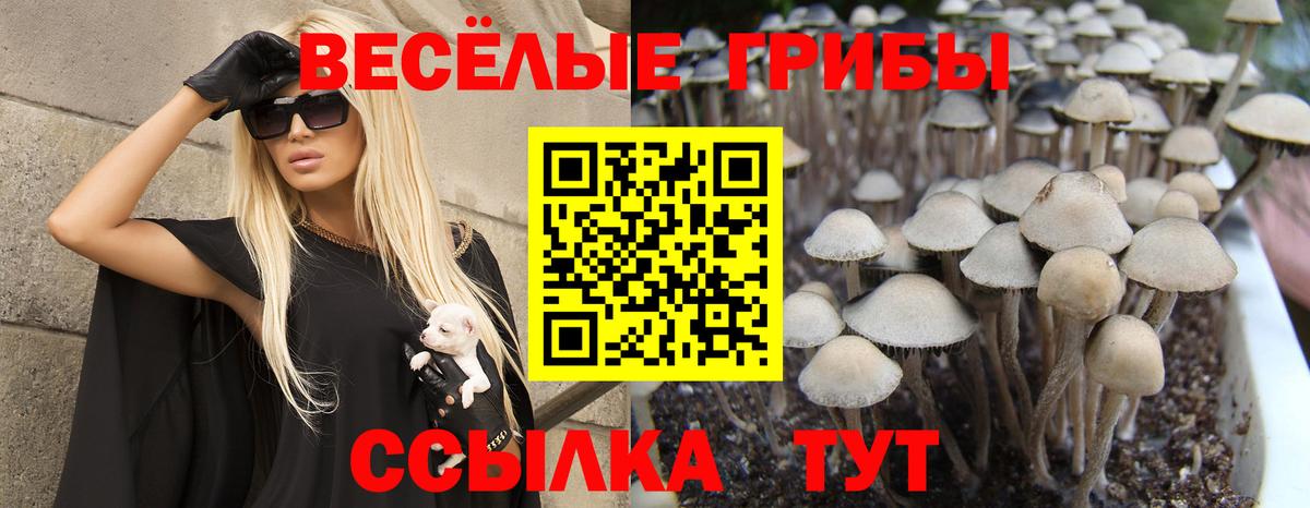 Псилоцибиновые грибы Psilocybe Северск